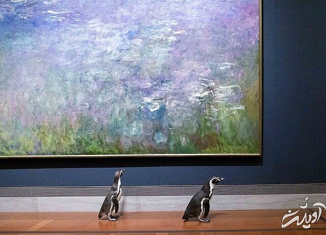 پنگوئن‌هایی که به آثار هنری علاقه‌ دارند/